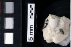 Foto (Detailansicht) von Cretatrizocheles doerflesensis (Fraaije et al., 2019) (NHMW-GEO-1990-0041-0174)